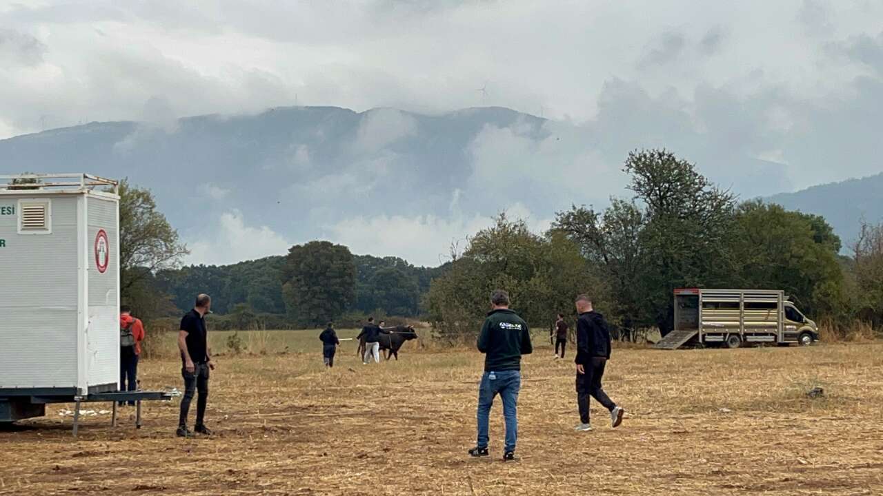 Muğla Arenada Boğalar Kaçtı, Kısa Süreli Panik Yaşandı 1